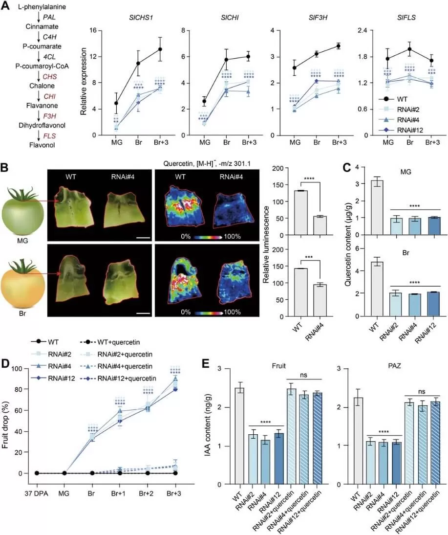 Quercetin treatment suppresses the premature fruit drop of SlBEL11-RNAi plants (Dong et al., 2024)